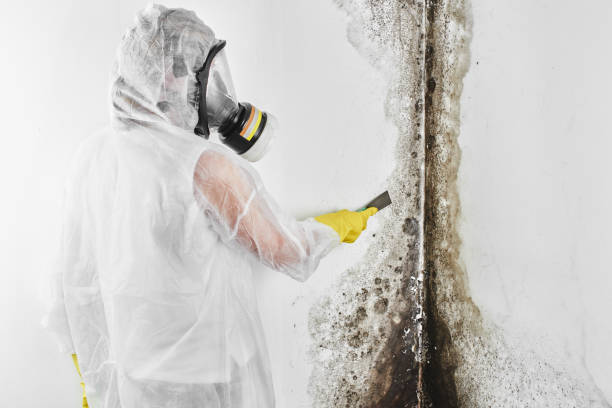 Best Professional Mold Removal  in Big Pine, CA