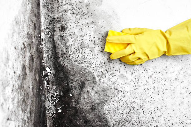 Best Toxic Mold Removal  in Big Pine, CA