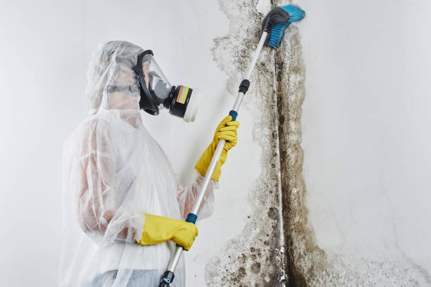 Best Fast Mold Removal  in Big Pine, CA