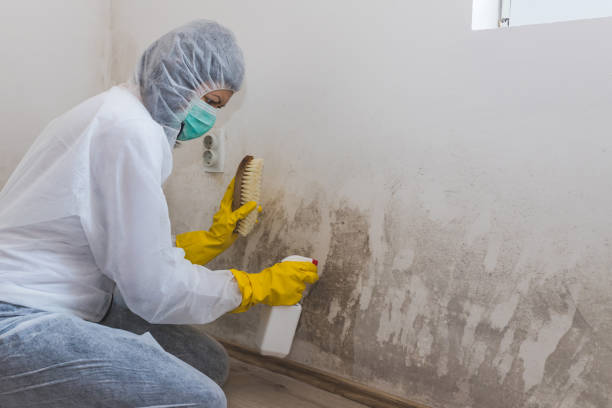 Best Home Mold Removal  in Big Pine, CA