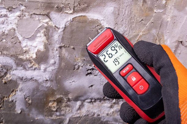 Best Home Mold Removal  in Big Pine, CA