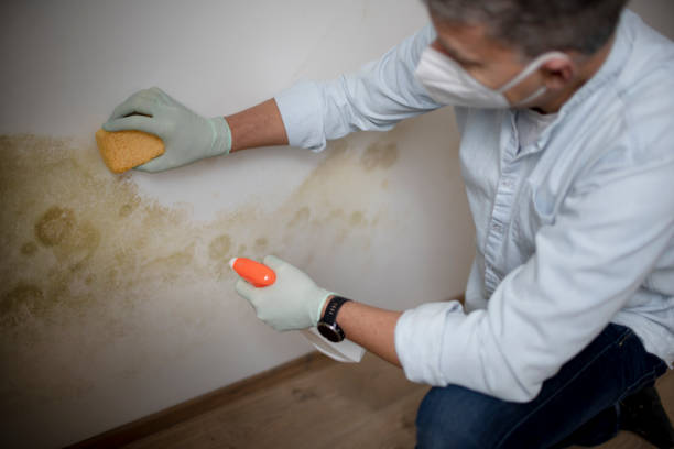 Best Toxic Mold Removal  in Big Pine, CA
