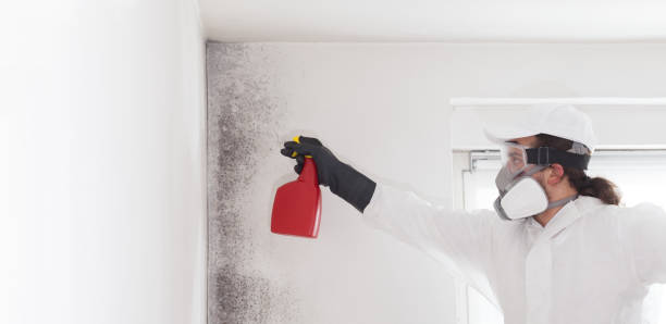 Best Emergency Mold Removal  in Big Pine, CA