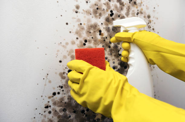 Best Commercial Mold Removal  in Big Pine, CA
