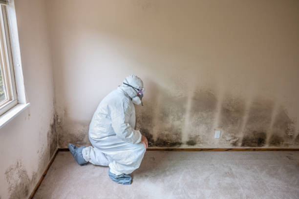 Best Same-Day Mold Removal  in Big Pine, CA
