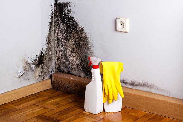 Best Mold Removal Near Me  in Big Pine, CA